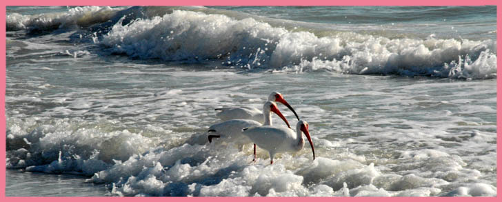 Marco Island beach